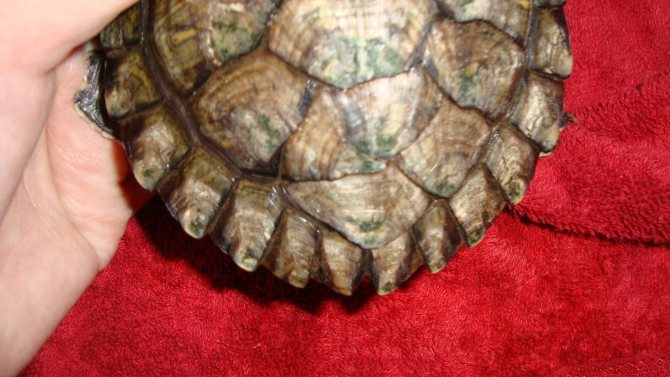 Рахит у черепахи: симптомы, лечение, профилактика в домашних условиях