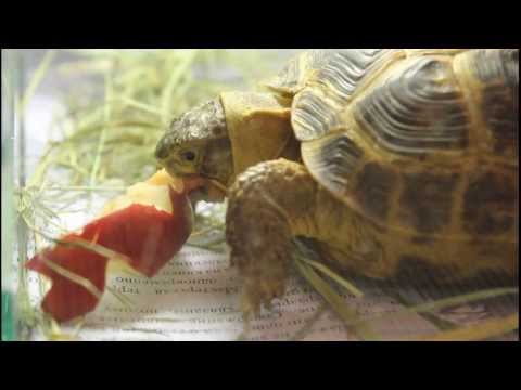 Чем кормить среднеазиатскую черепаху: основная информация по уходу и содержанию