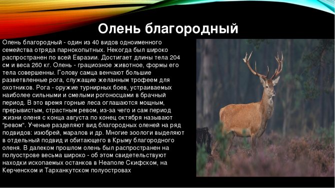Виды оленей. описание, особенности, фото и названия видов оленей | живность.ру