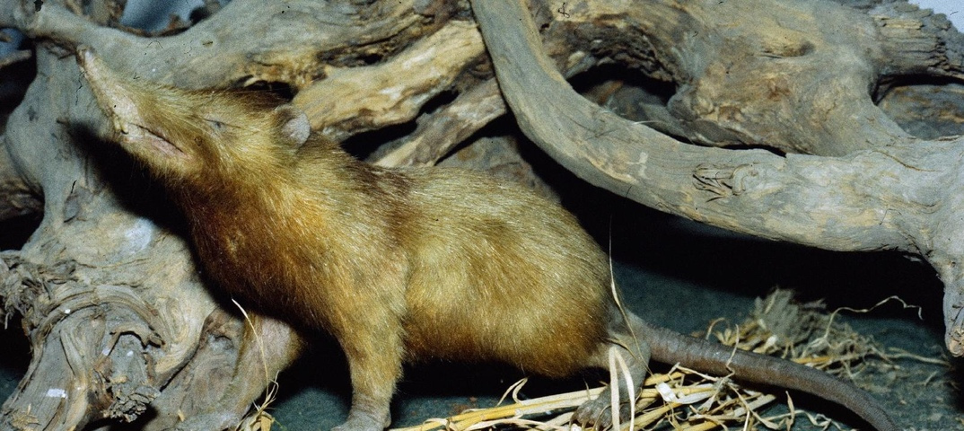 Щелезуб: ядовитая крыса, которой скоро не станет