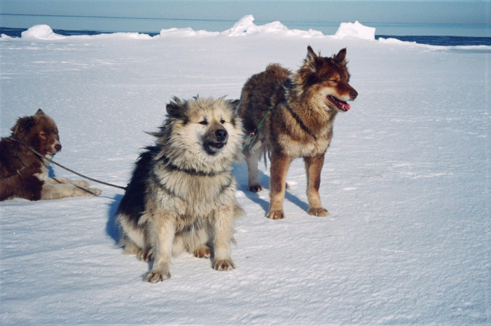 Аборигенные породы собак россии