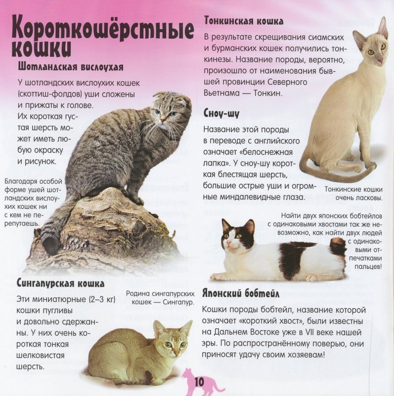 Порода кошек лаперм: описание внешности и характера, уход за питомцем и его содержание, выбор котёнка, отзывы владельцев, фото кота