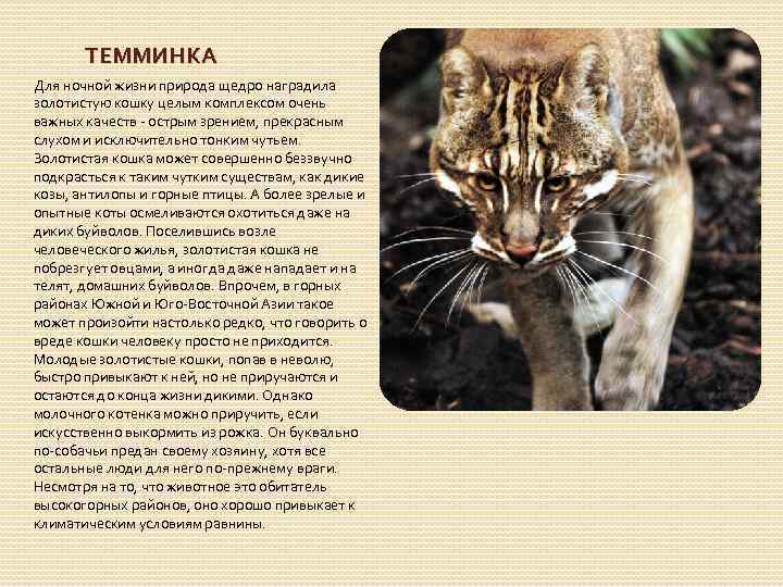 Каракал: описание и фото пустынной рыси, внешность и характер степной кошки, ареал обитания и содержание дикого кота в домашних условиях