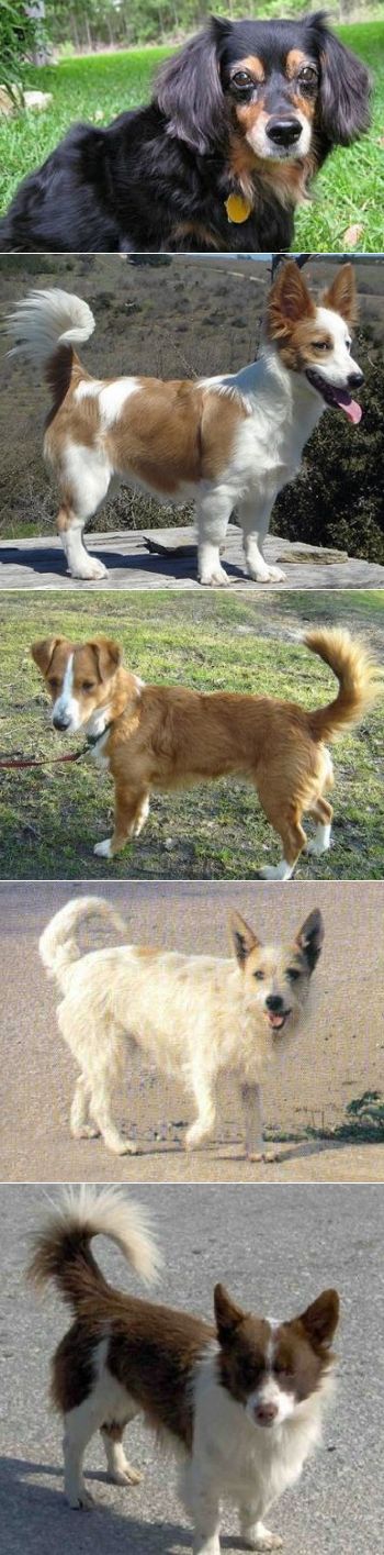 Алопекис (малая греческая домашняя собака): цена, описание породы