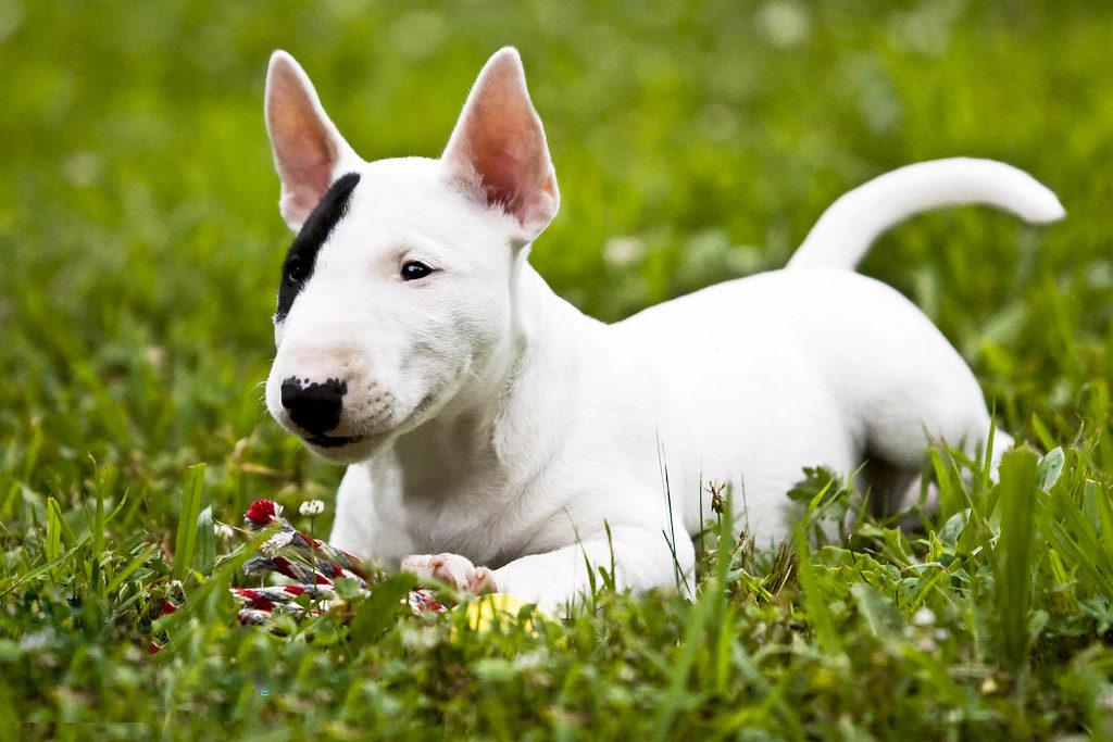 Описание породы собак миниатюрный бультерьер с отзывами владельцев и фото
