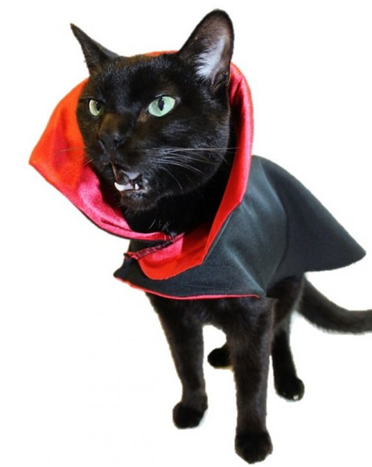 Как найти или сшить идеальный костюм для кота - мир кошек
