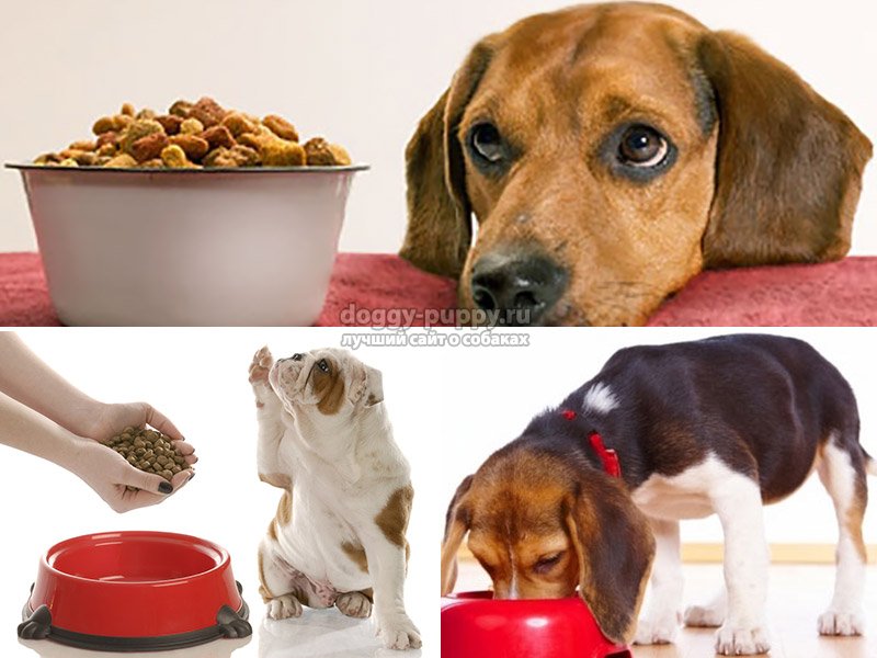 Правила кормления собак, оптимальная частота приема пищи