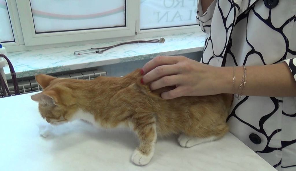 Течка у кошек: сколько длится, как часто происходит, признаки, помощь питомице, бывает ли у стерилизованных животных + отзывы