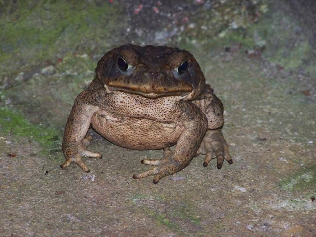 Обыкновенная (серая) жаба: описание, образ жизни, содержание в террариуме