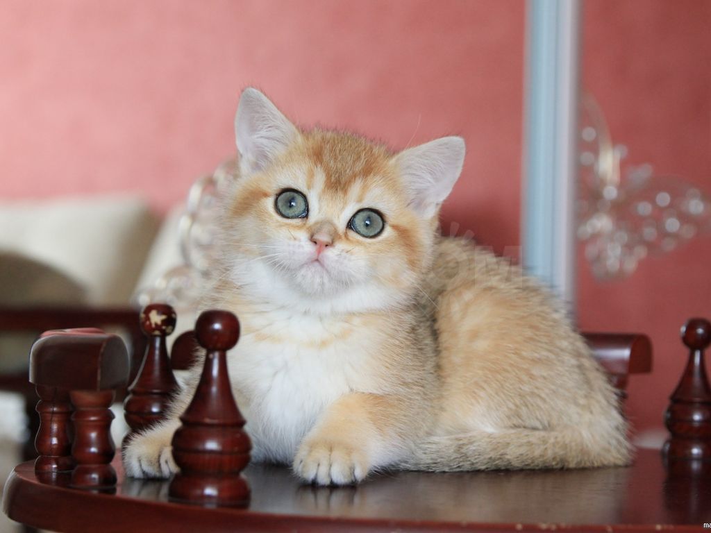 Кошка шотландская шиншилла (34 фото): вислоухие котята породы скоттиш-фолд золотого, серебристого и других окрасов. характер шиншилловых шотландцев