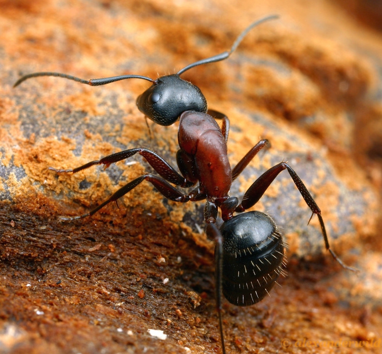 Camponotus nicobarensis | клуб любителей муравьев