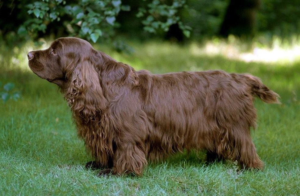 Филд-спаниель: описание породы собак с фото и видео