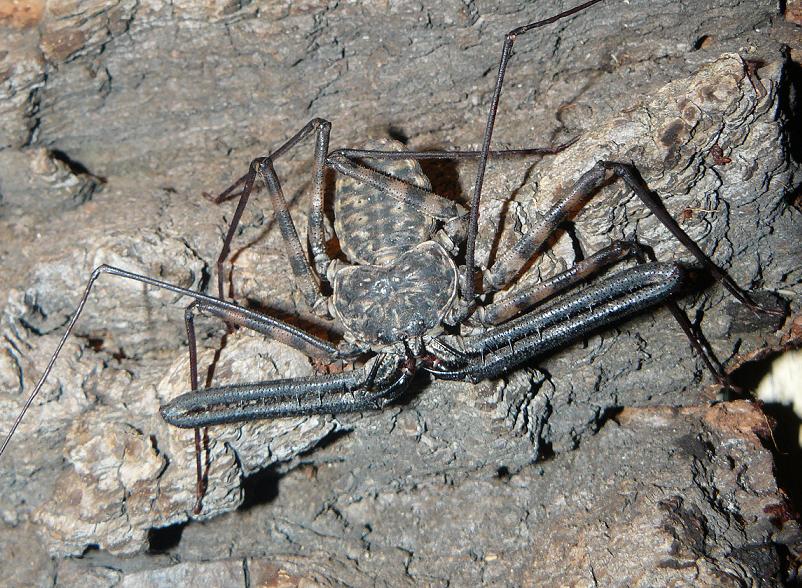 Фрины — удивительные тропические паукообразные: фото и описание