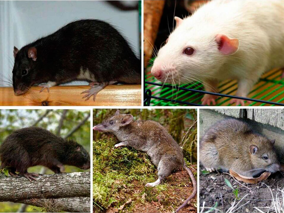 Декоративные мыши. описание, особенности и уход за декоративными мышами