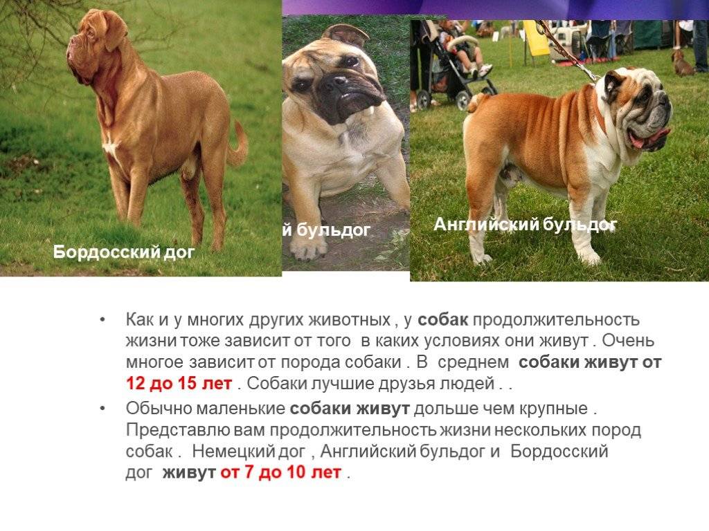 18 самых здоровых пород собак: есть из чего выбрать!