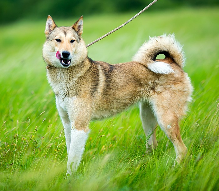 Самоедская лайка собака. описание, особенности, уход и цена породы