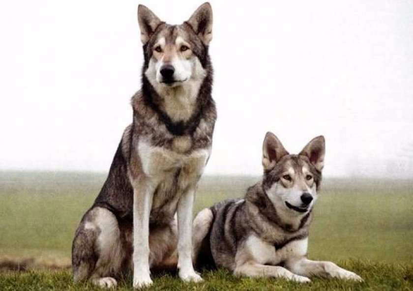 Ланкаширский хилер собака. описание, характер, особенности, уход и цена породы