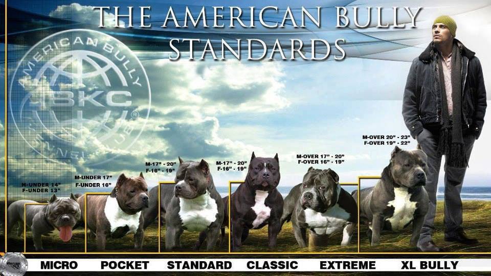 Американский булли: описание породы, характер собаки и щенка, фото, цена