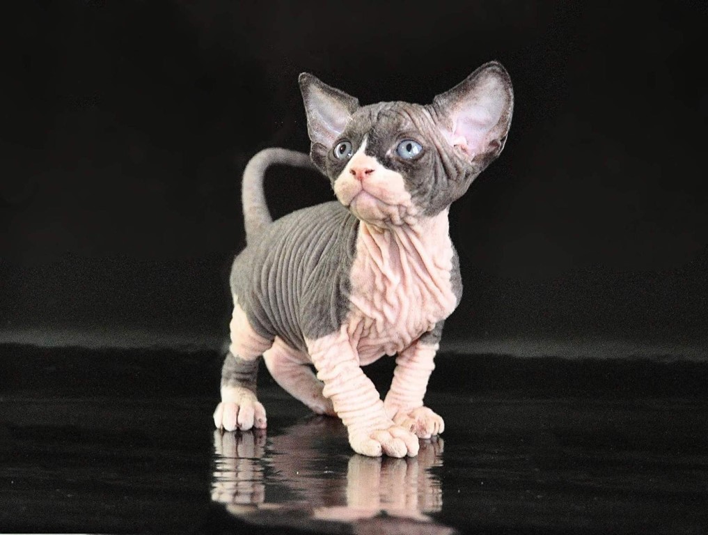 Кошка эльф - фото, описание и характеристика породы