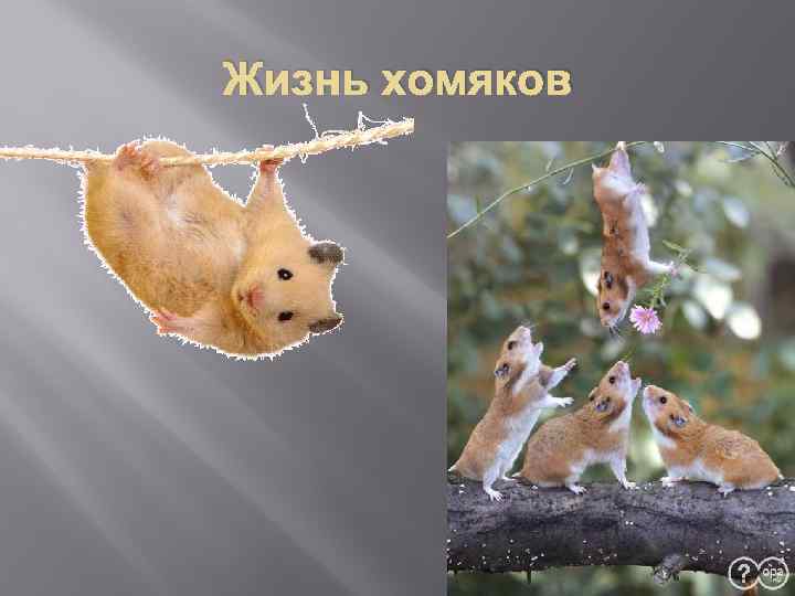 Самые долгоживущие хомяки домашние