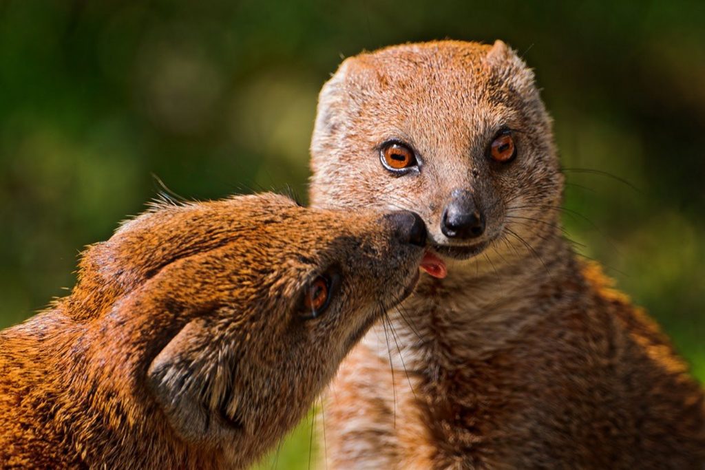 Животное мангуст: фото и описание, питание и ареал обитания