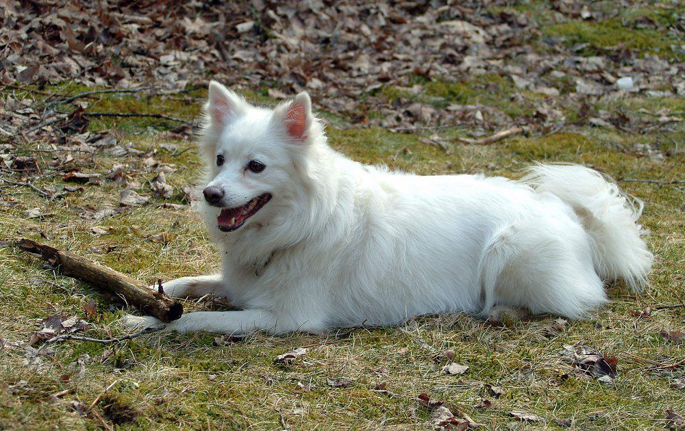Белые собаки: особенности окраса и популярные породы