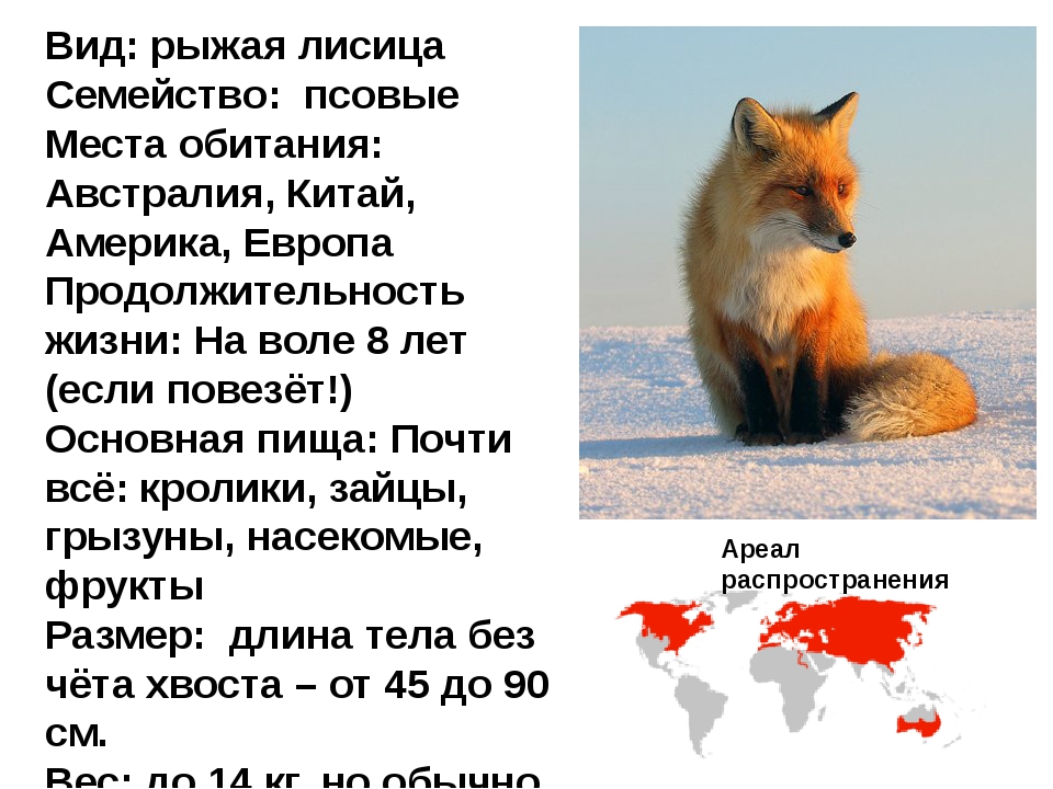 Обыкновенная лисица: описание, чем питается, образ жизни
