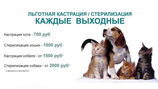 Лучшие корма для кошек: отзывы ветеринаров