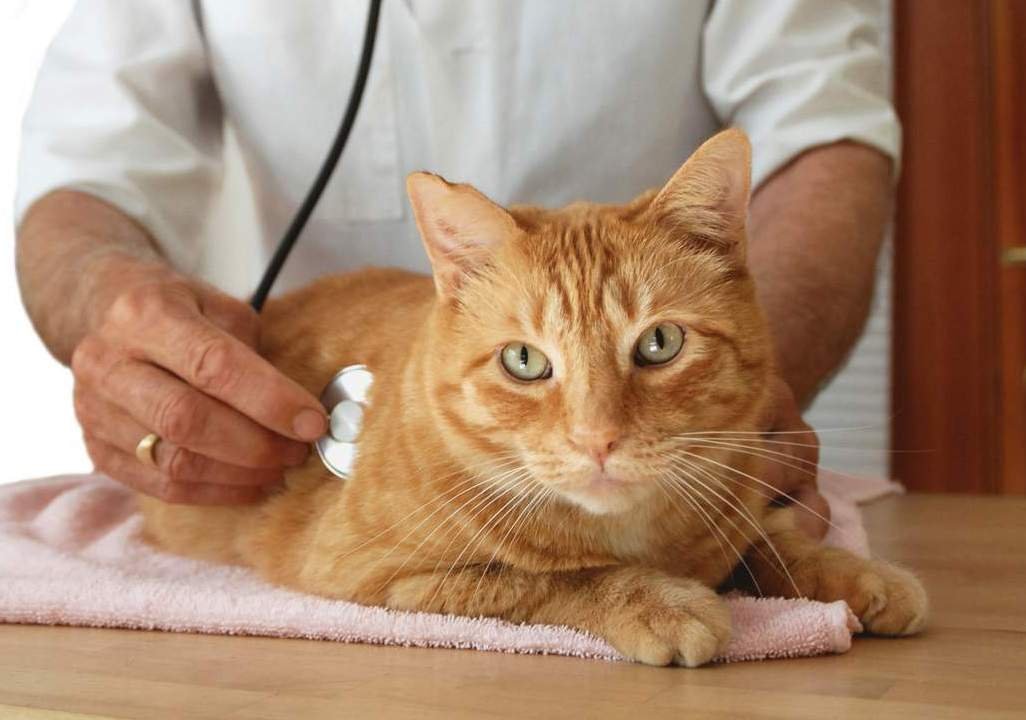Болезни кастрированных котов: симптомы, особенности лечения - подробное описание заболеваний после кастрации
