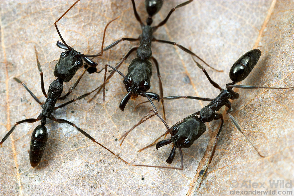 Odontomachus monticola: hilarem insidias | клуб любителей муравьев