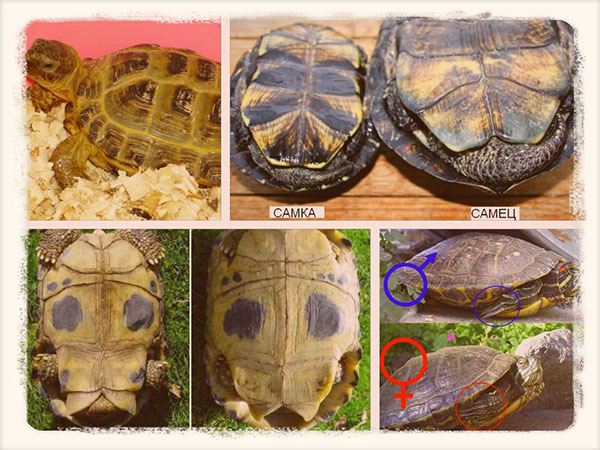Красноухая черепаха: как определить пол. как определить пол у красноухих черепах (фото и видео)