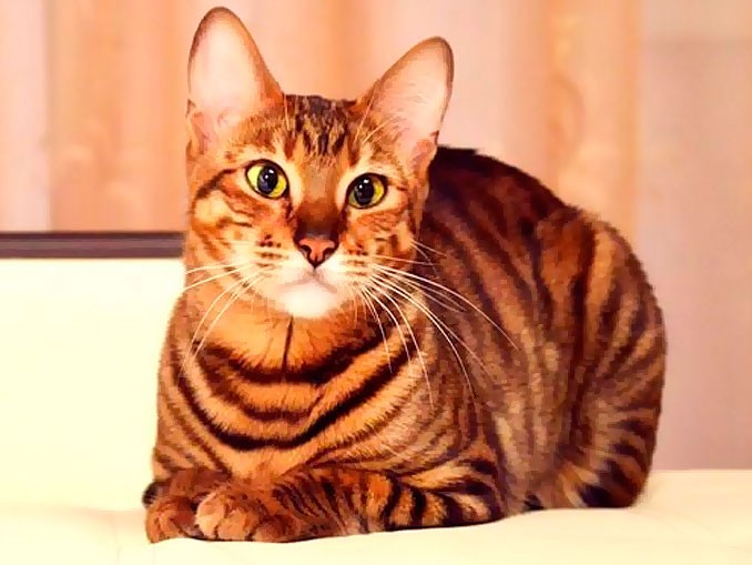 Тойгер (55 фото): описание кошек и котов породы тойгер, особенности характера котят. содержание, уход и кормление