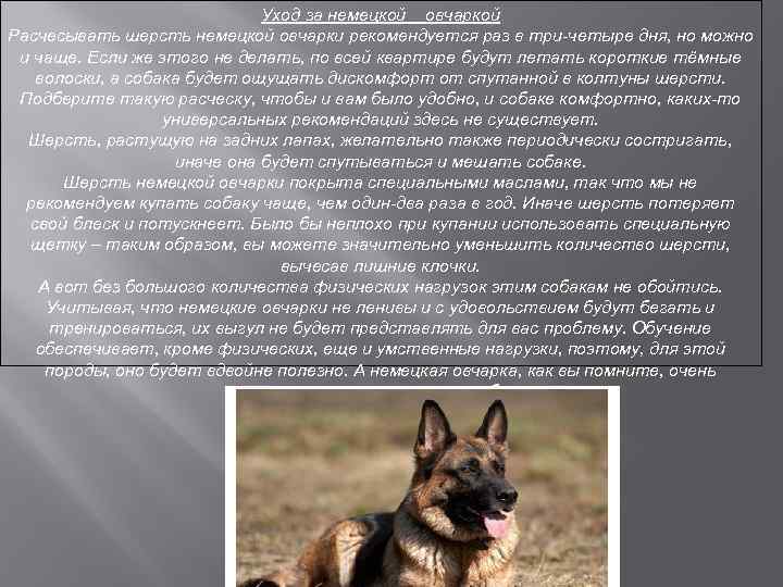 Дрессировка немецкой овчарки - воспитание и дрессировка щенка, какие команды должен знать