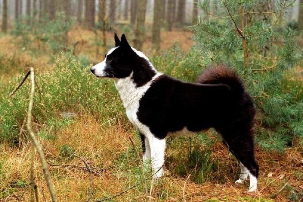 Карельская медвежья собака: характеристики породы, фото, характер, правила ухода и содержания