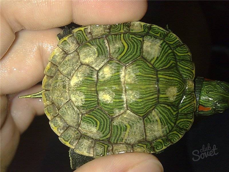 Другие болезни что делать, если у черепахи начал отслаиваться панцирь