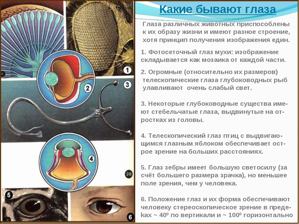 Различные сведения о зрении людей, животных и насекомых