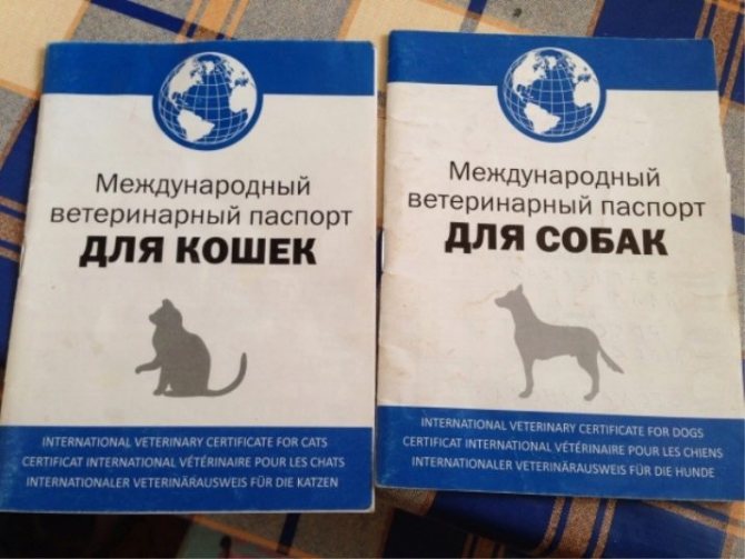 Ветеринарный паспорт: срочное оформление в москве