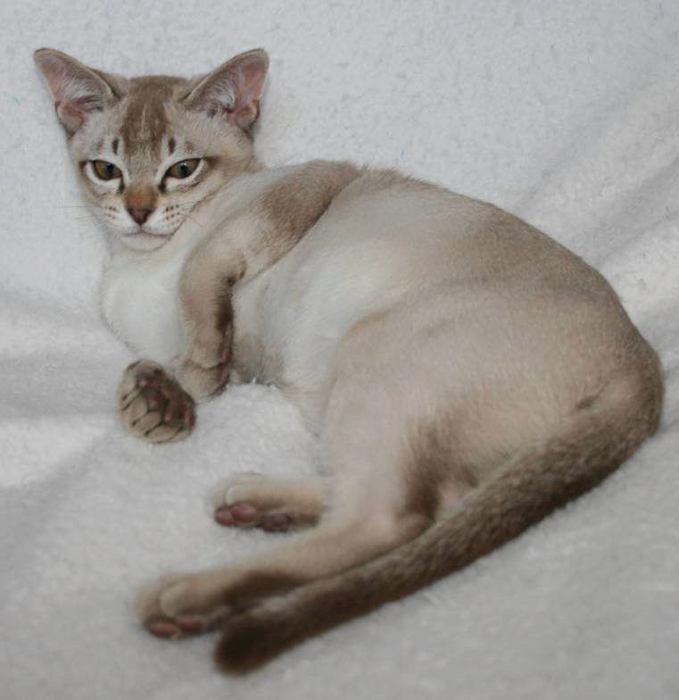 Азиатская табби: описание породы кошек, фото, цена