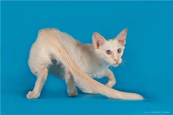 Яванская кошка (яванез): описание породы, характер, уход