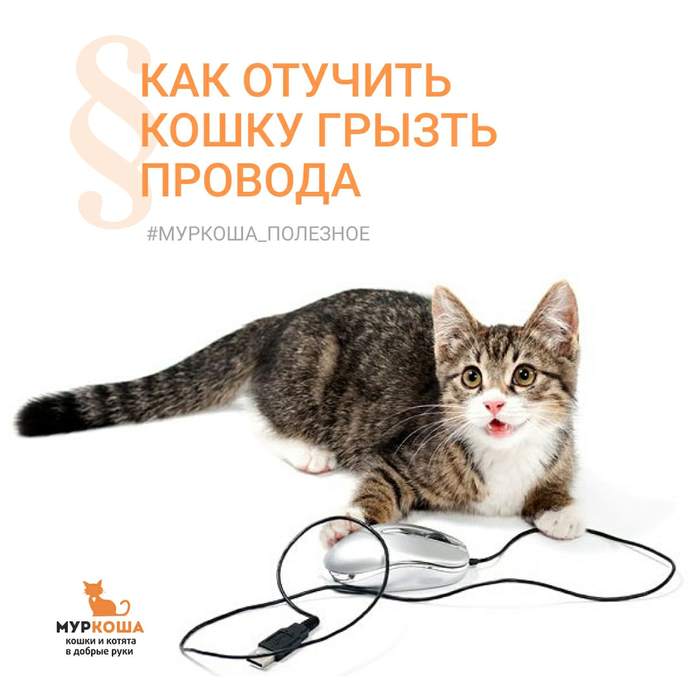 Кошка всё грызёт