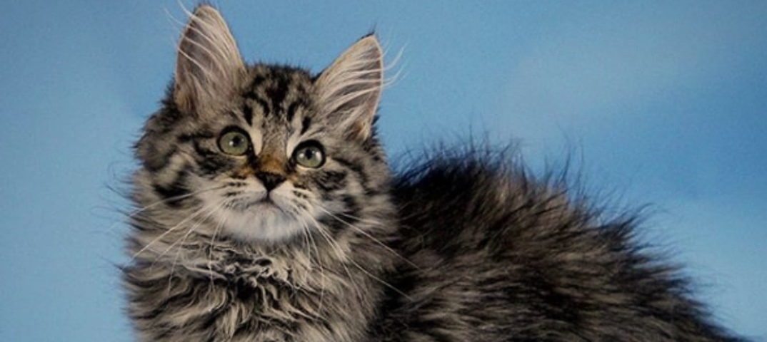 Сибирская кошка – пушистая охотница из таежных лесов