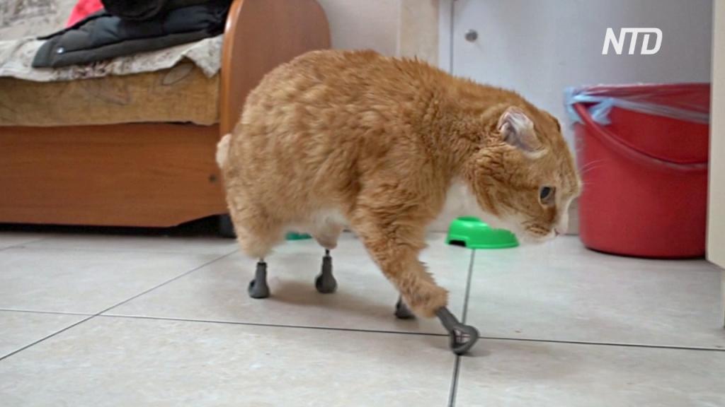 9-ти недельный котенок с ампутированной лапкой живет полноценной жизнью