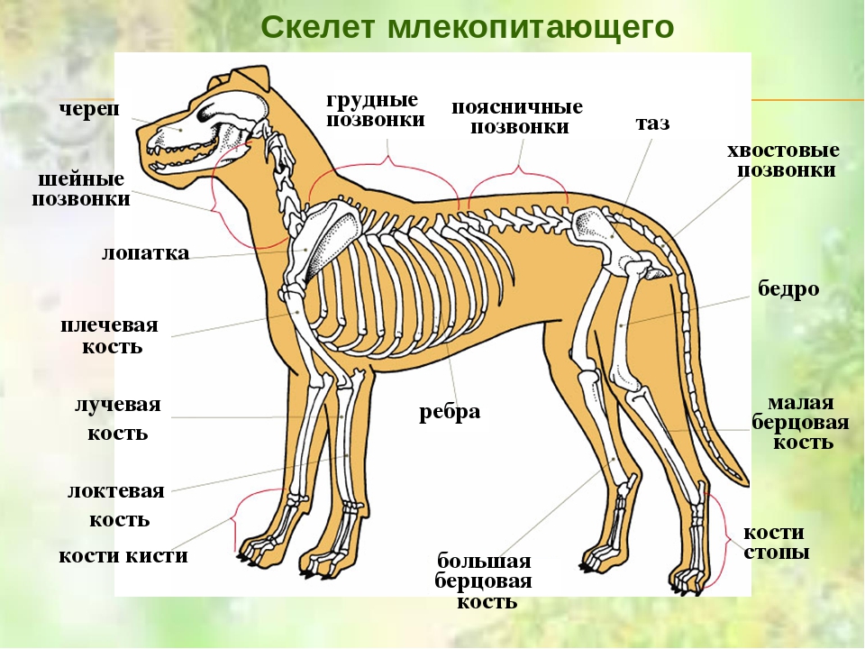 Анатомия и особенности строения скелета кошки, роль в работе органов