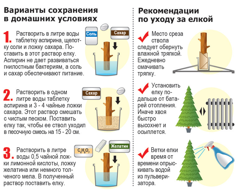 Можно ли кроликам давать хвойные ветки: едят ли сосновые, еловые