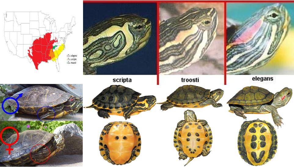 Как определить пол у красноухих черепах: фото и видео
как определить пол у красноухих черепах: фото и видео