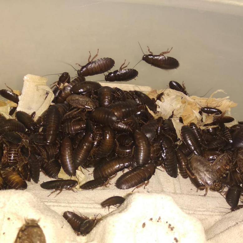 Мраморный кормовой таракан — отличная еда для ваших домашних варанов и ящериц