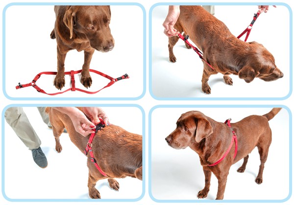 Как подобрать шлейку для собак под конкретную породу