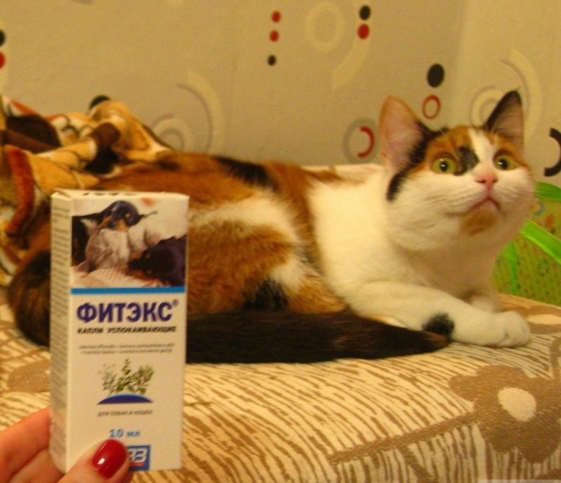 Фитэкс для кошек: отзывы, инструкция по применению, противопоказания
