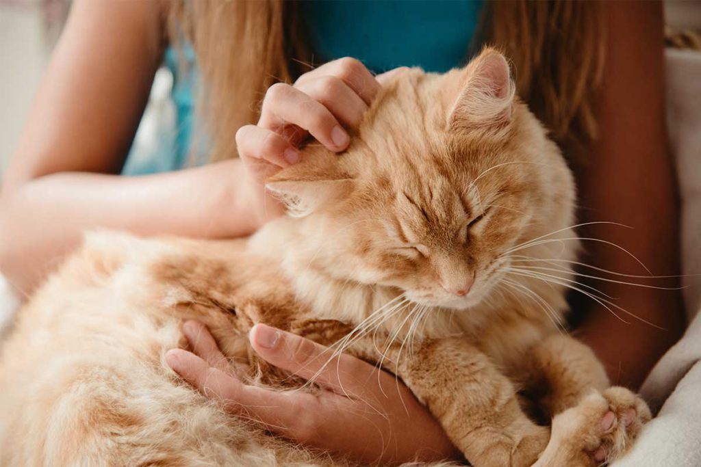 5 вещей, которые огорчают вашего кота