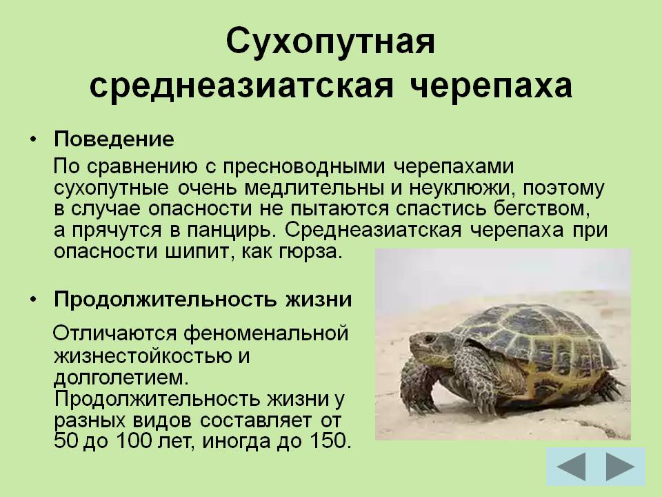 Черепахи особенности строения и представители